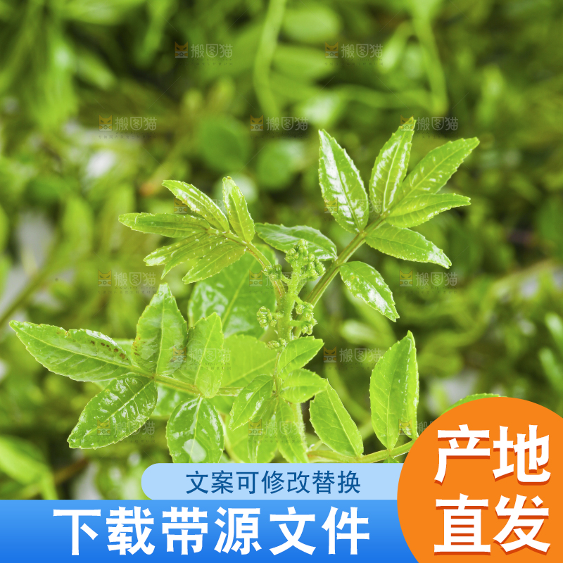 白底上的新鲜花椒芽