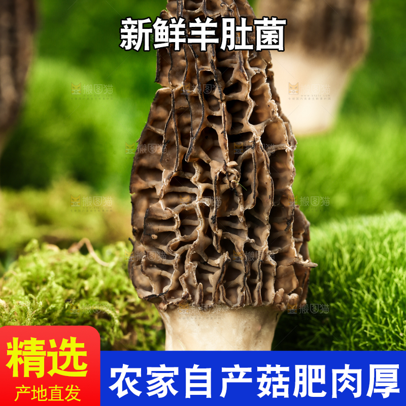 草地上的羊肚菇