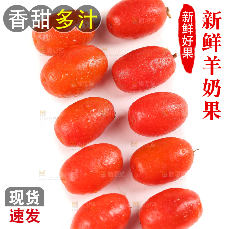 白底上的胡颓果