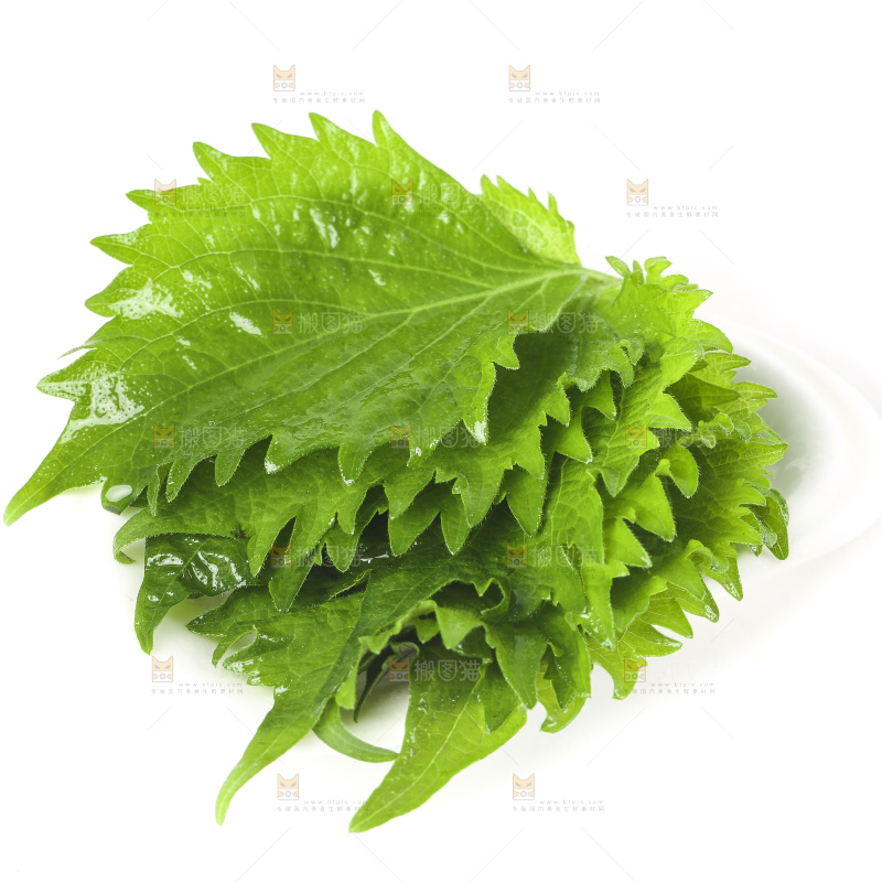 白底上的绿紫苏叶