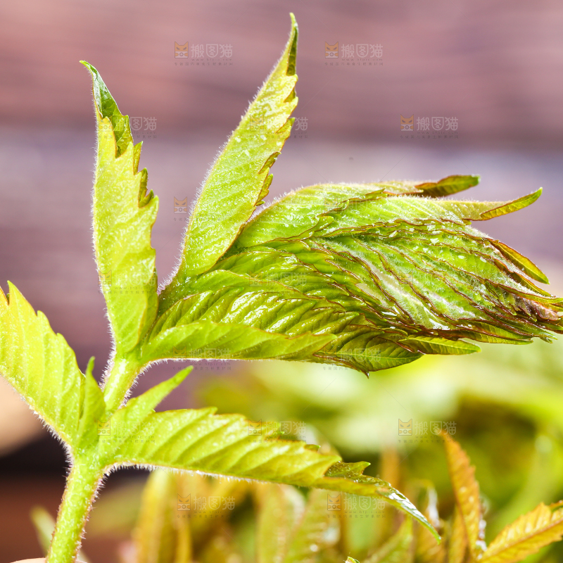 浅底上的香椿芽