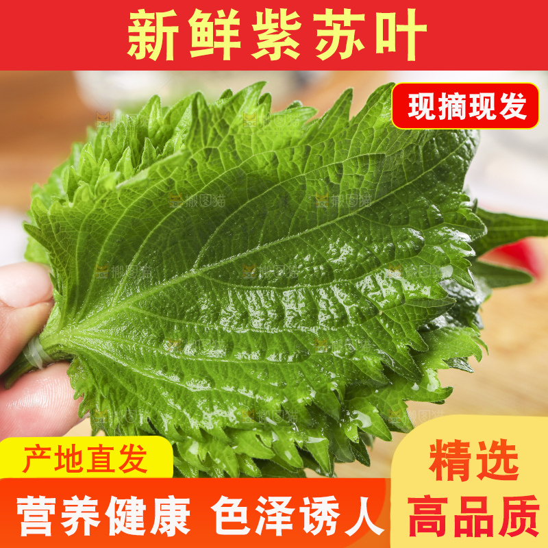 手拿紫苏叶
