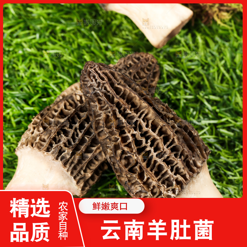 草地上的羊肚菌