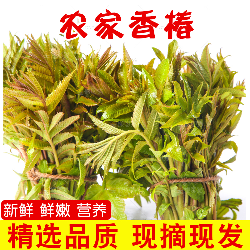 白底上放着野生香椿芽