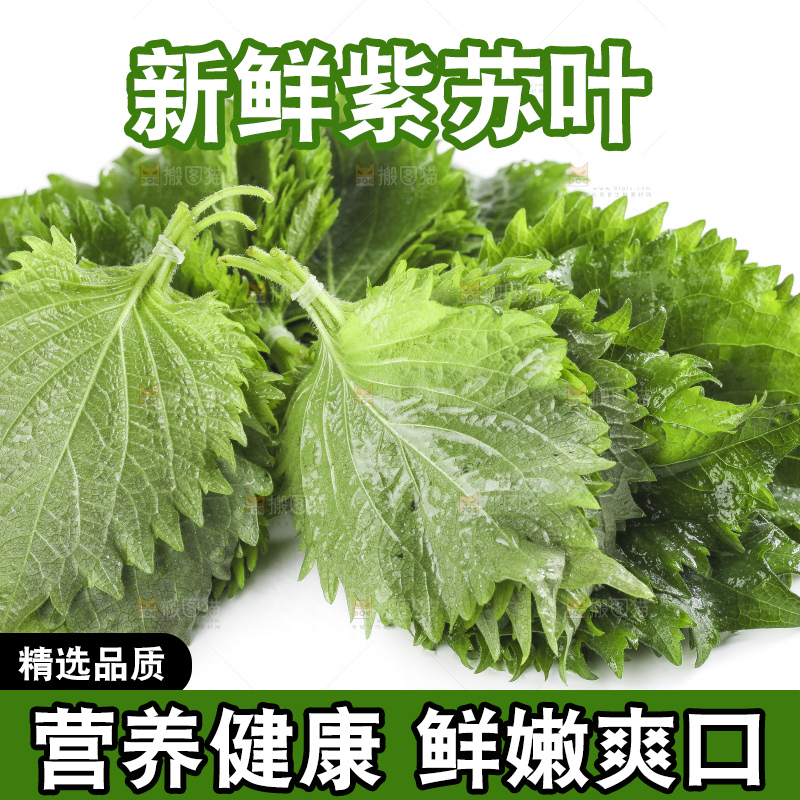 白底上的绿紫苏叶