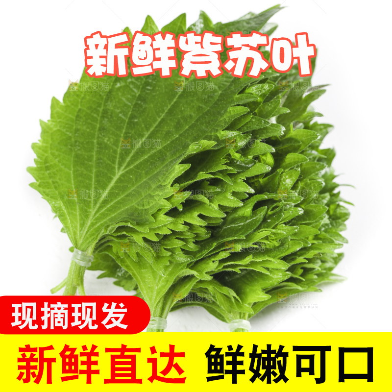 白底上的绿紫苏叶