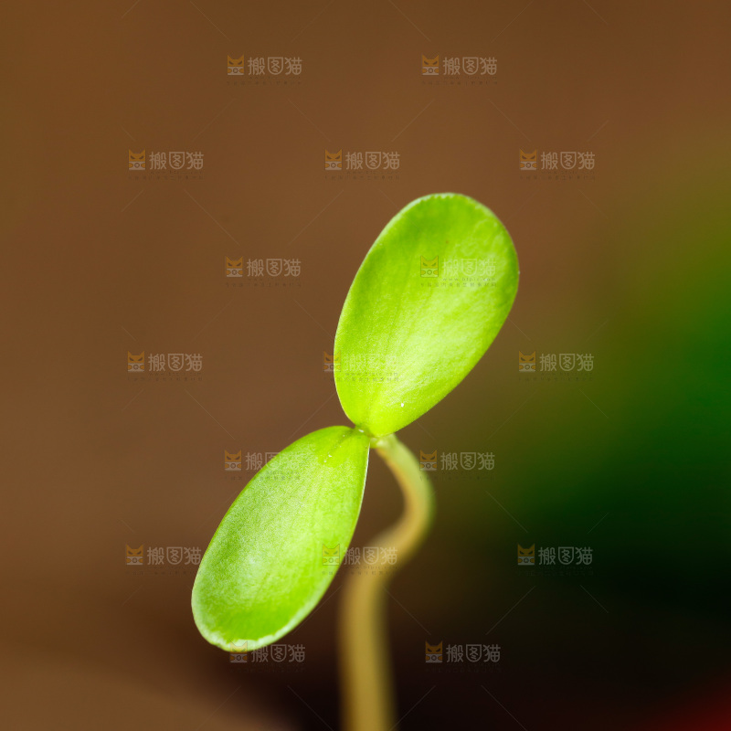 深底上的香椿苗