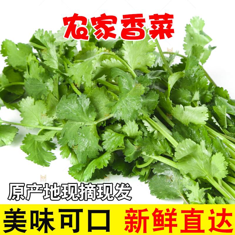 白底上的香菜