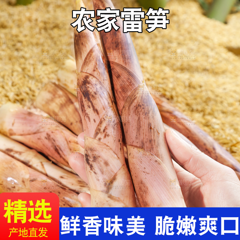 手拿雷笋