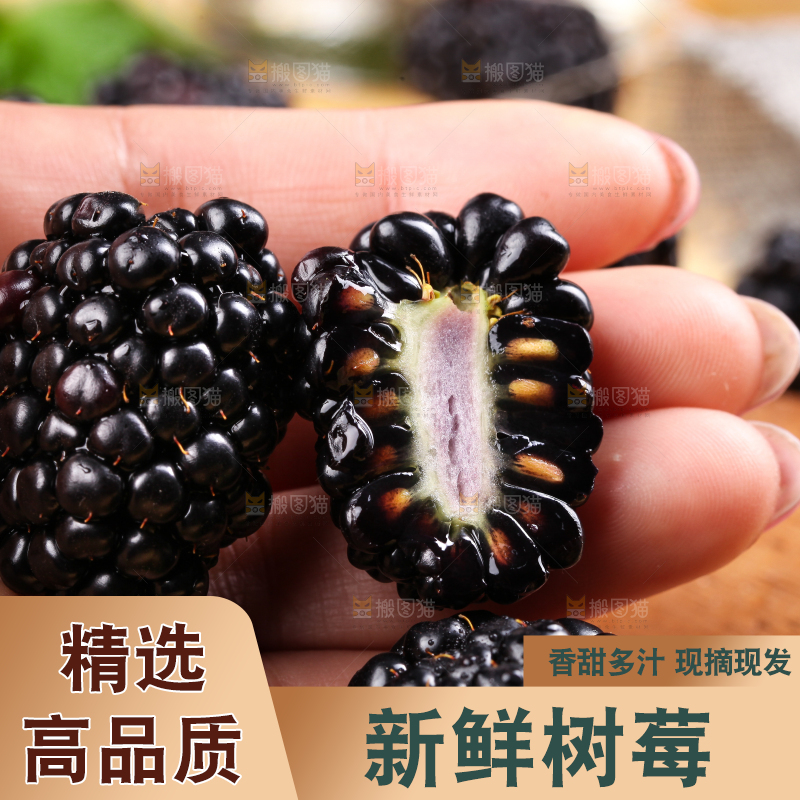 手拿黑树莓
