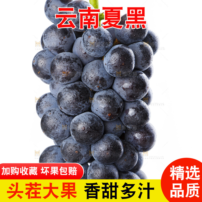 手里拿着黑加仑葡萄