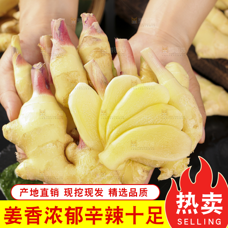 手里拿着红芽姜