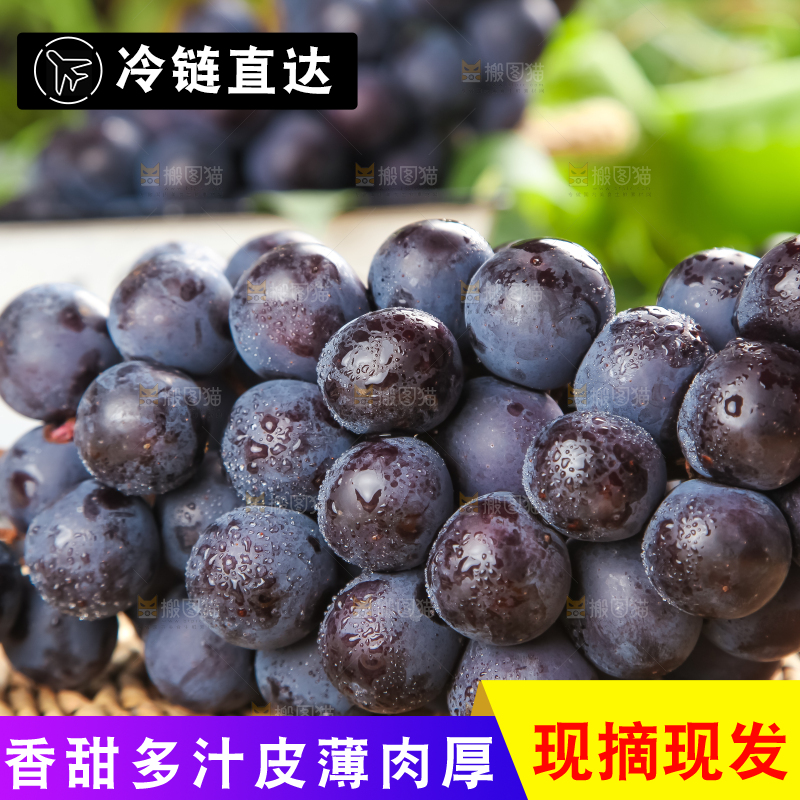 垫子上的云南夏黑无籽葡萄