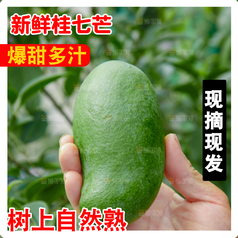 树上挂着桂七芒果