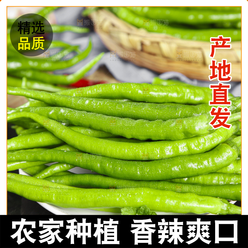 石板上放着青线椒
