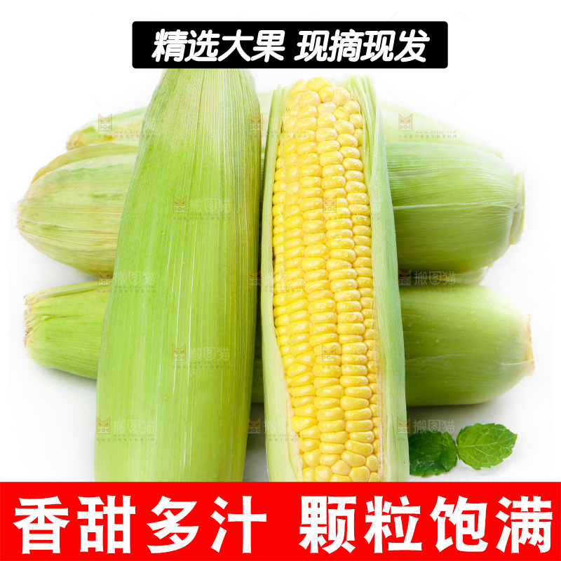 白底上放着新鲜玉米