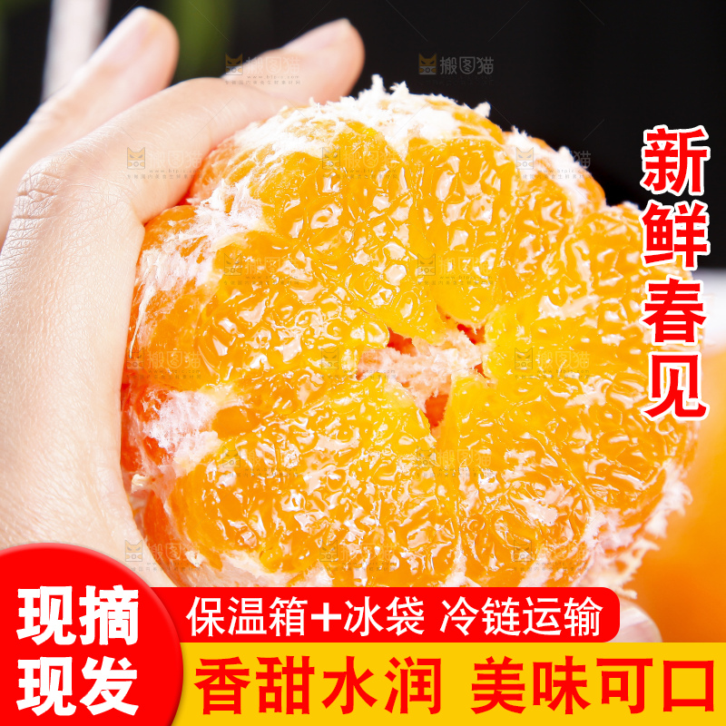 手里拿着四川春见耙耙柑