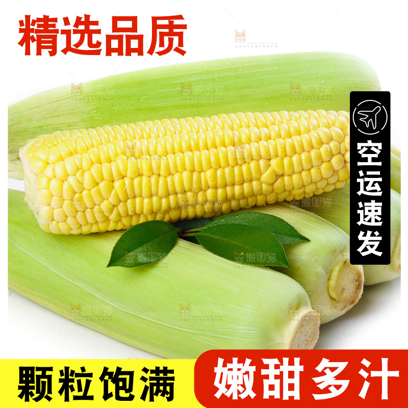 白底上放着新鲜玉米