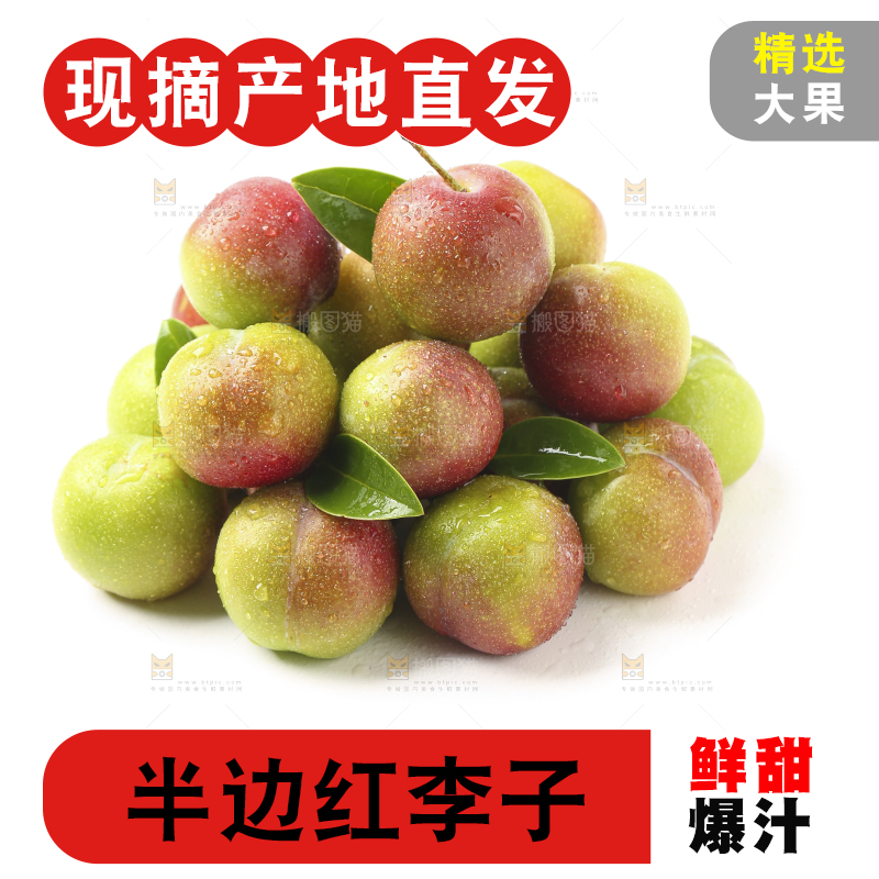 白底上的四川茵红脱骨李