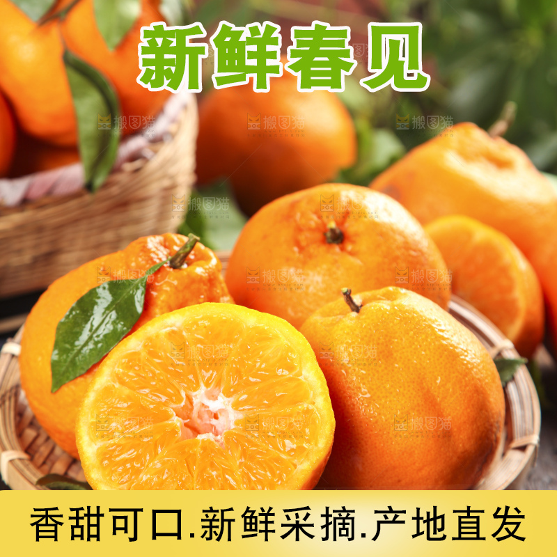 篮子里装着一堆四川春见耙耙柑