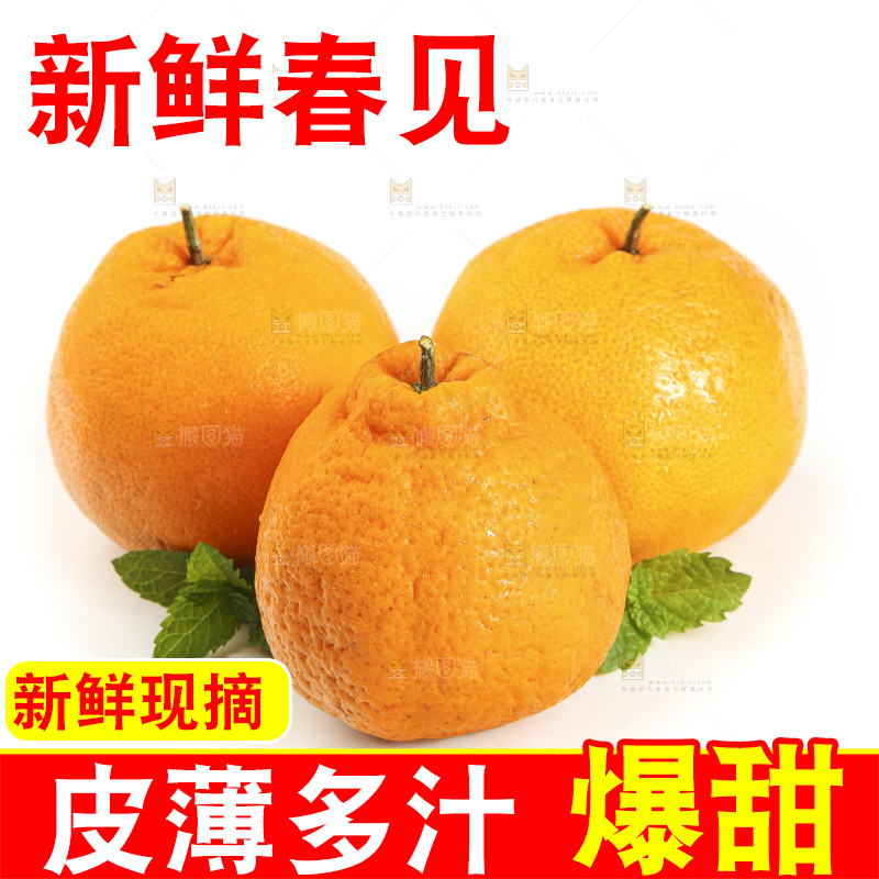 白底上放着一堆春见耙耙柑