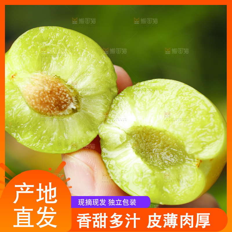 手里拿着新鲜李子