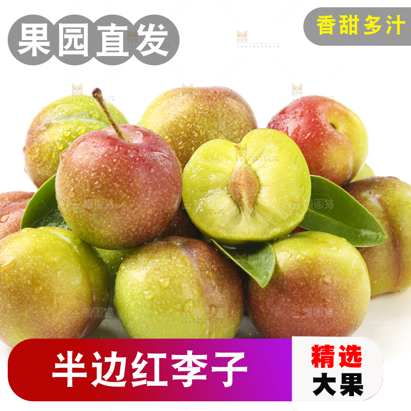 白底上的四川茵红脱骨李