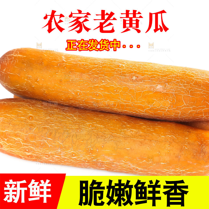 白底上的新鲜老黄瓜