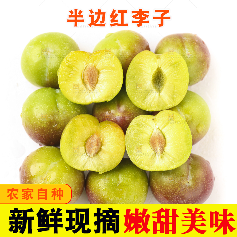 白底上的四川茵红脱骨李