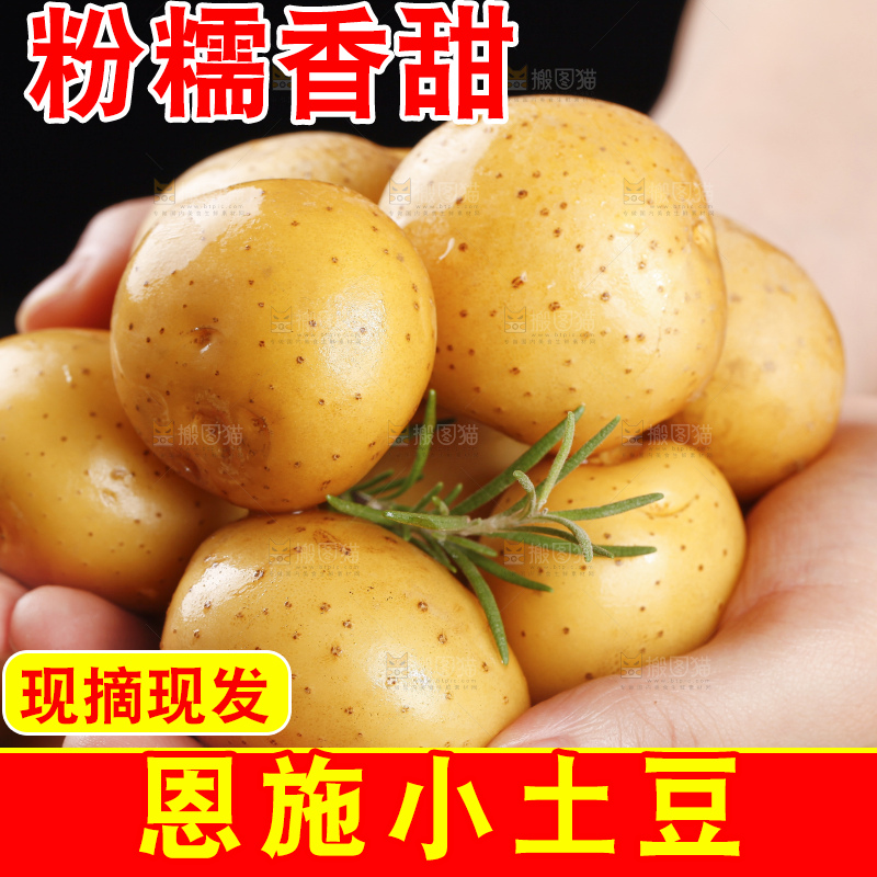 手里拿着迷你小土豆