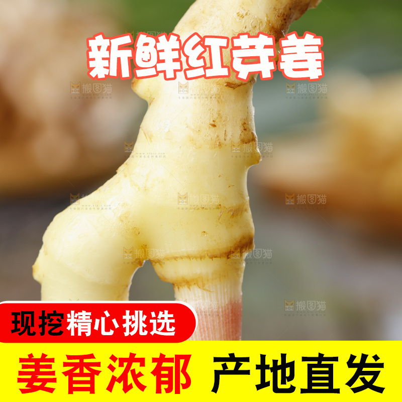手里拿着山东红芽生姜