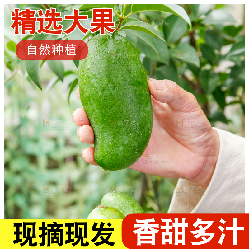 小桶子里装着新鲜芒果