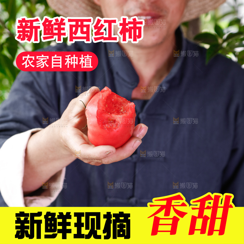农民手里拿着普罗旺斯西红柿