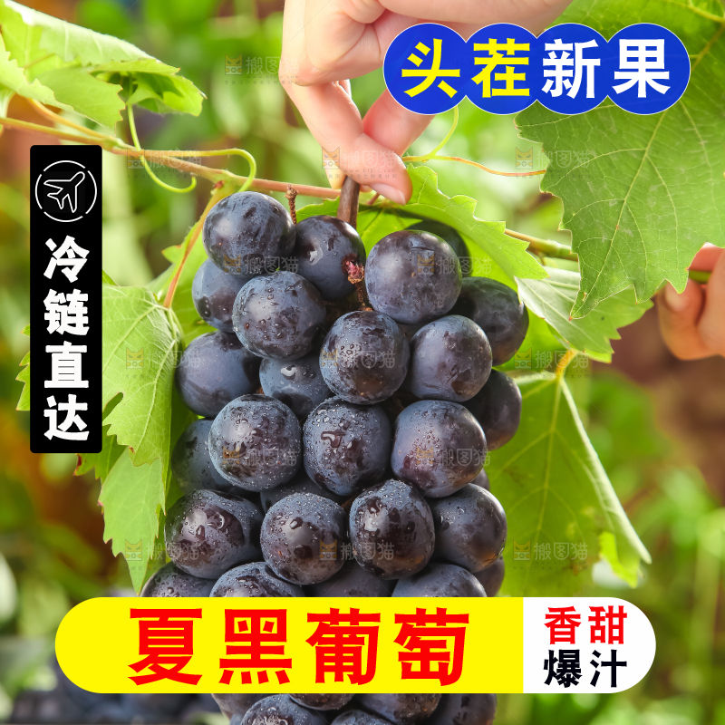 垫子上的云南夏黑无籽葡萄