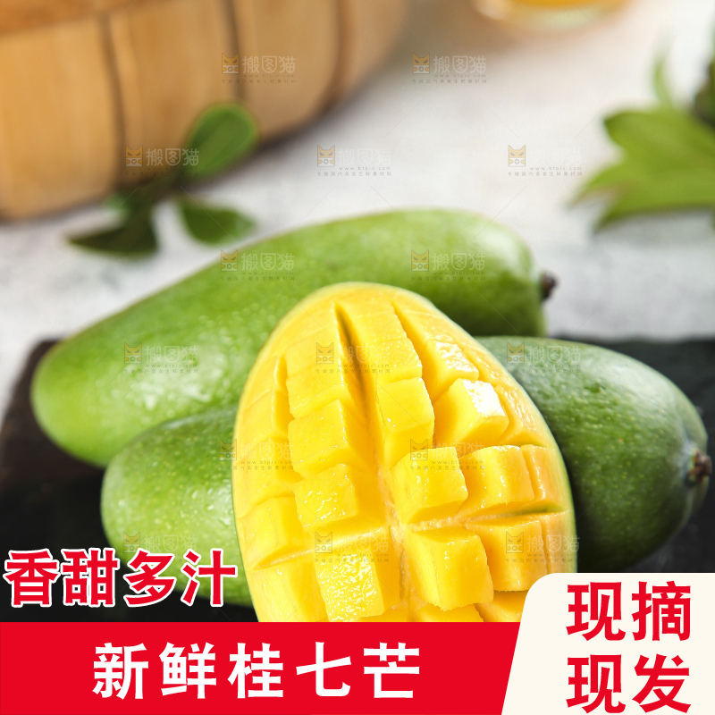 石板上的青皮桂七芒