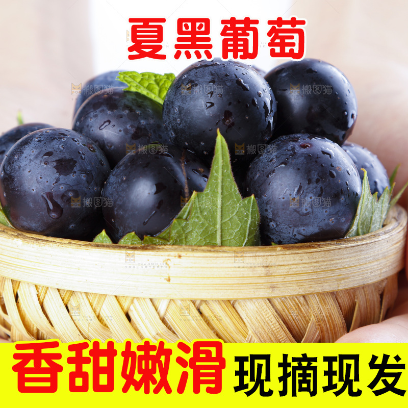 手里拿着黑加仑葡萄