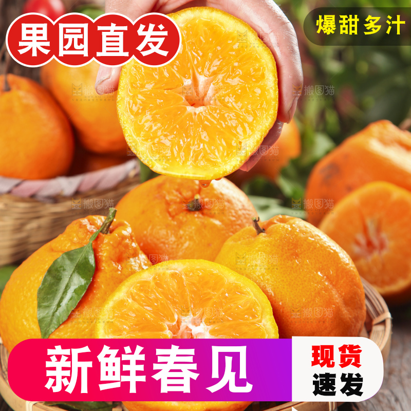 篮子里装着一堆四川春见耙耙柑