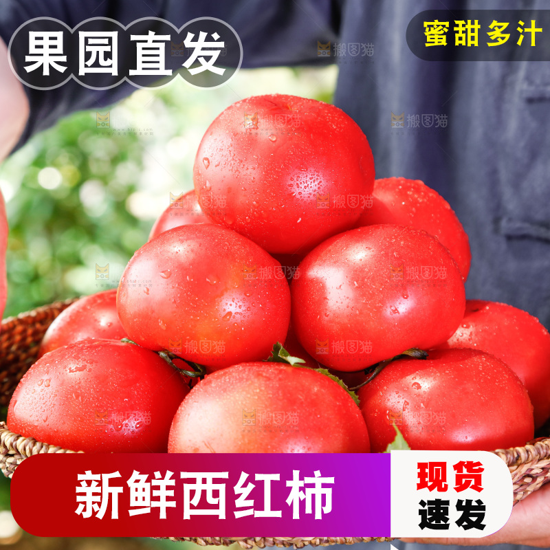 农民手里端着一篮子番茄