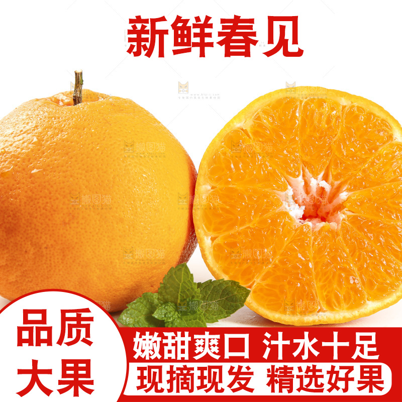 白底上放着一堆春见耙耙柑