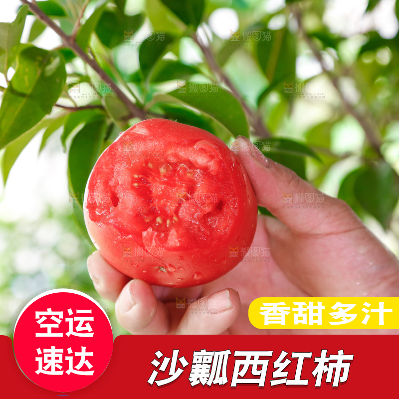 农民手里拿着普罗旺斯西红柿