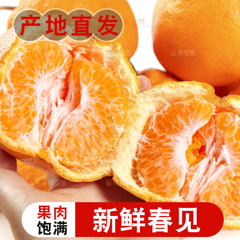 白底上放着一堆春见耙耙柑
