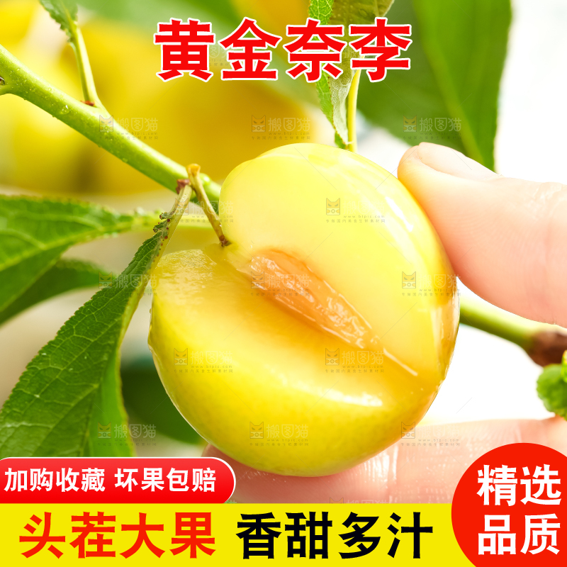 枝叶上的黄金李