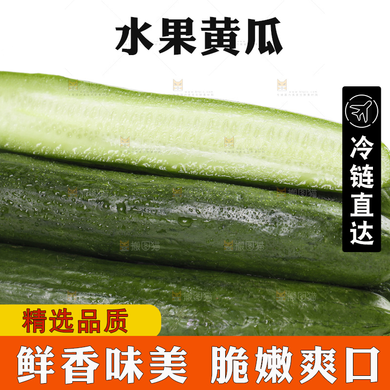 白底上的山东水果黄瓜