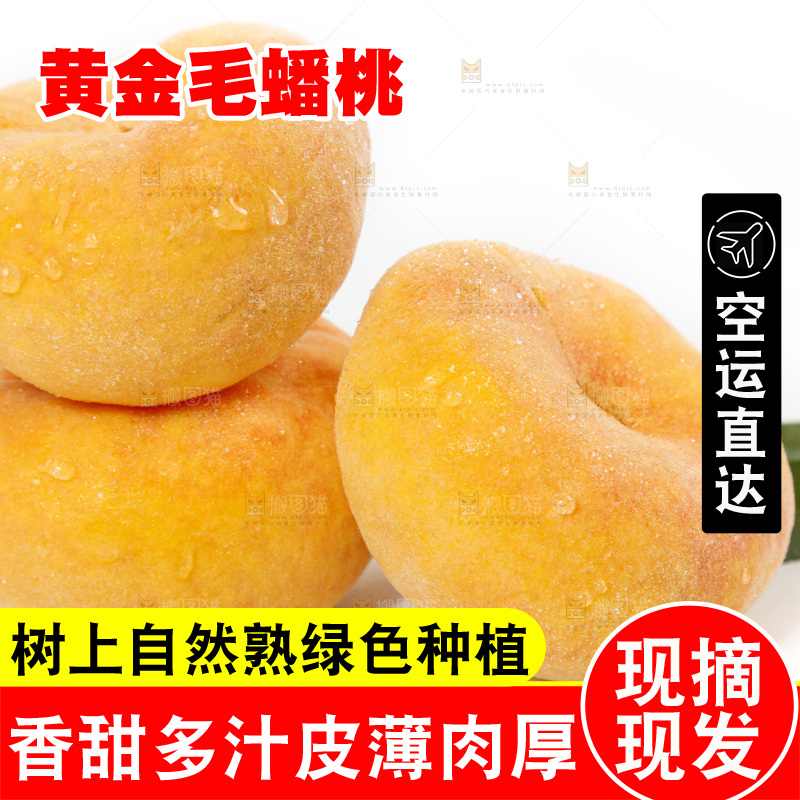 白底上的蒙阴毛蟠桃