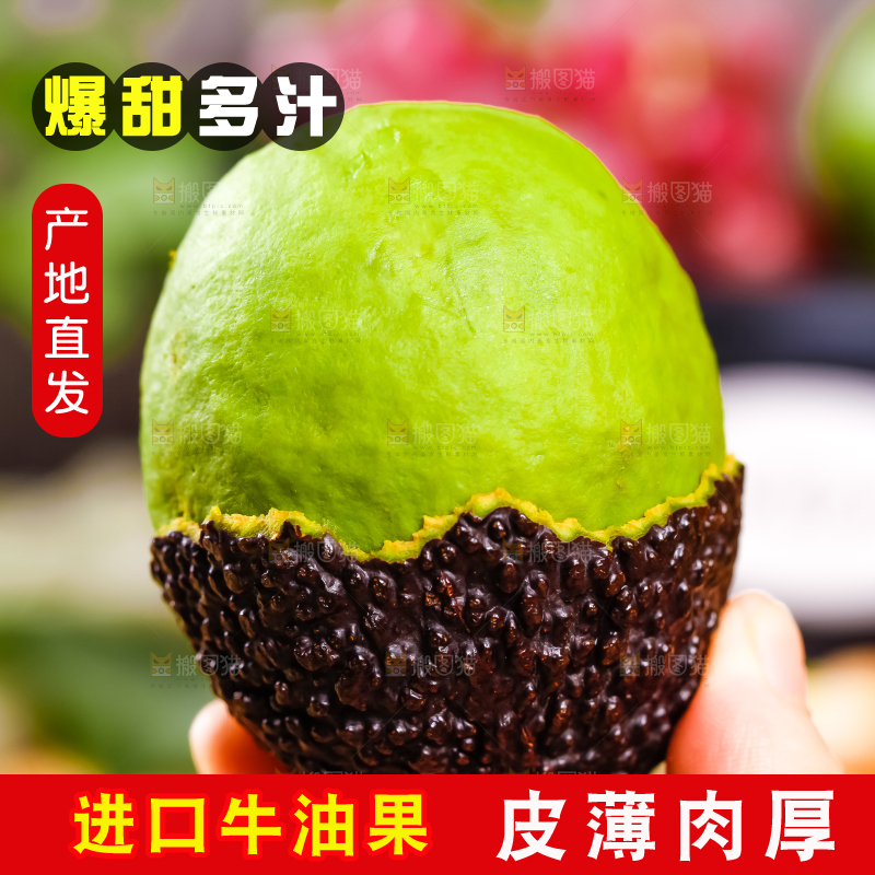 浅底上的巨无霸牛油果