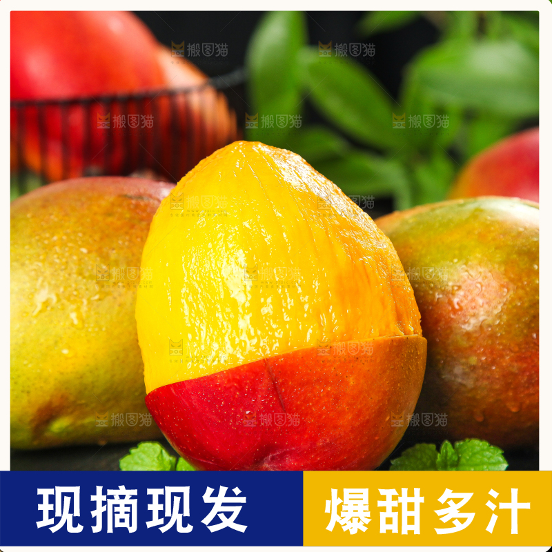 黑石板上的四川吉禄芒