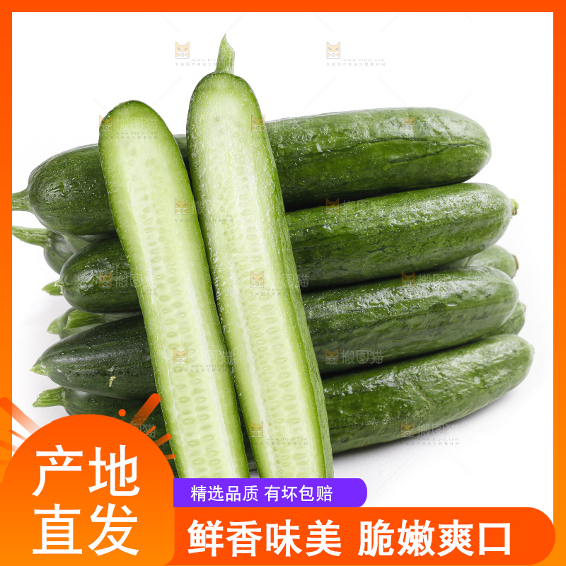 白底上的山东水果黄瓜
