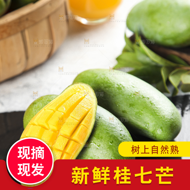 石板上的青皮桂七芒