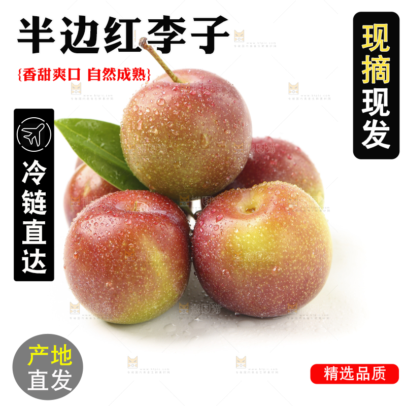 白底上的四川茵红脱骨李