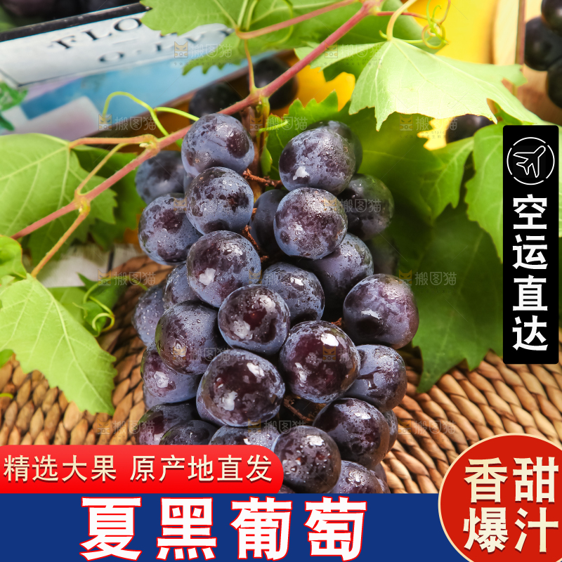 垫子上的云南夏黑无籽葡萄